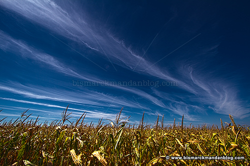 cornfield_27618-20_hdr